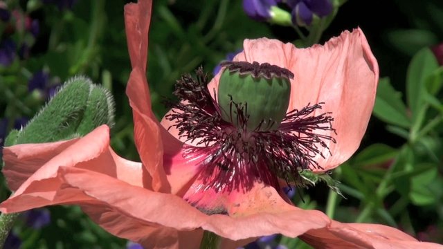 Pavot d'Orient (Papaver orientale) dans le vent