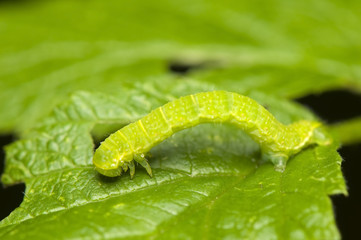 Geometridae