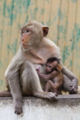 monkey and its baby sitting on the wall