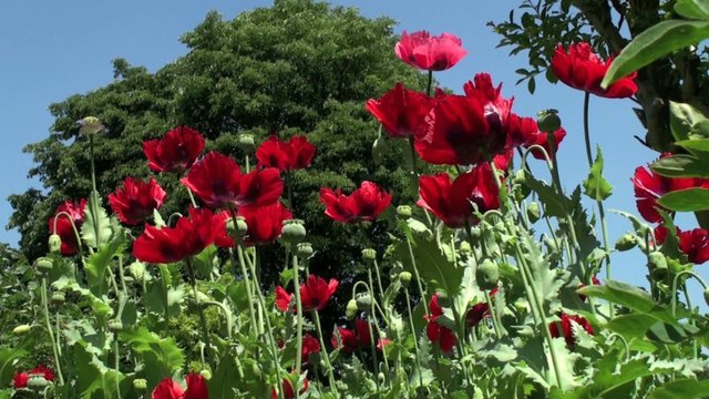 Pavot d'Orient (Papaver orientale) dans le vent
