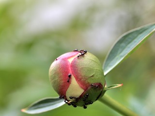 Ameisen auf Pfingstrose
