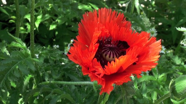 Pavot d'Orient (Papaver orientale) dans le vent