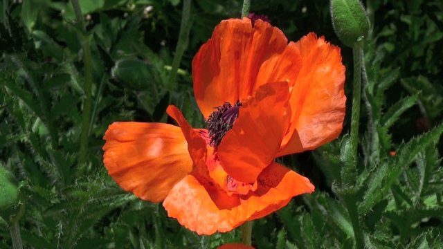 Pavot d'Orient (Papaver orientale) dans le vent