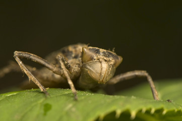Nymph dragonfly