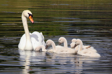 Cygne