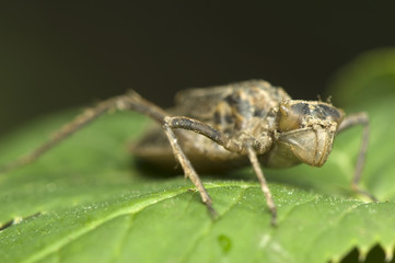 Nymph dragonfly