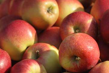 Fototapeta na wymiar Frische rote Äpfel
