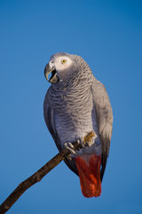 African Grey Parrot over blue sky