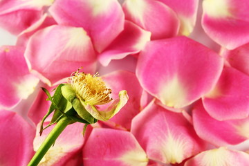 Obraz na płótnie Canvas Pollen of Pink Rose