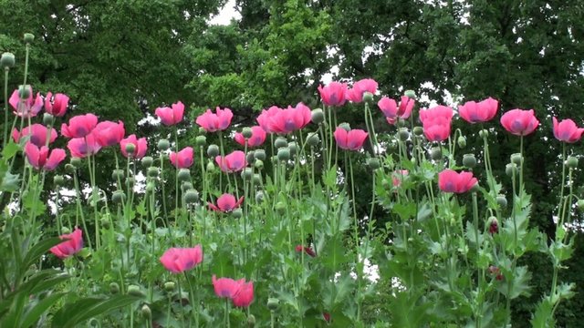 Pavot d'Orient (Papaver orientale) dans le vent