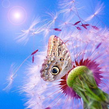 Fototapeta Pusteblume mit Schmetterling