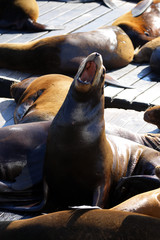 Fototapeta premium Sea lions at Pier 39, San Francisco, USA..