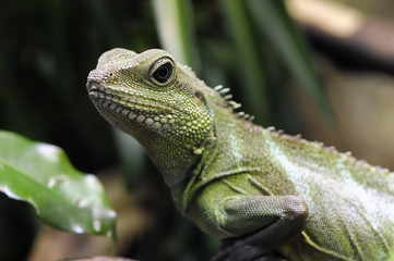 Physignathus cocincinus