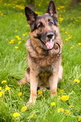 German Shepherd with dandelions close up