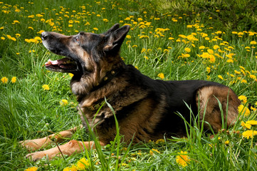 Shepherd on the meadow