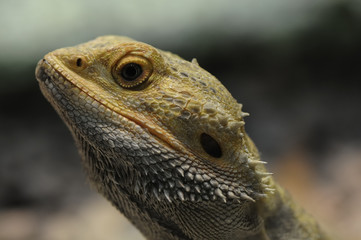 Pogona vitticeps