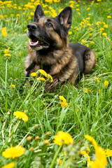 Shepherd on the meadow with dandelions