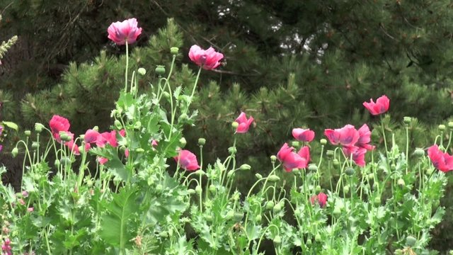 Pavot d'Orient (Papaver orientale) dans le vent