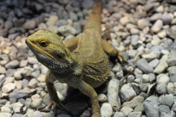 Pogona vitticeps