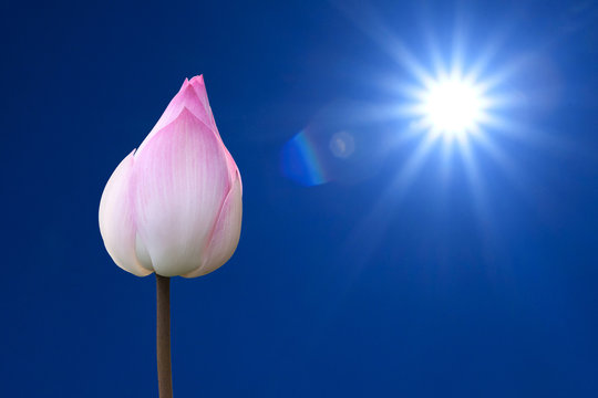 The sun and pink lotus