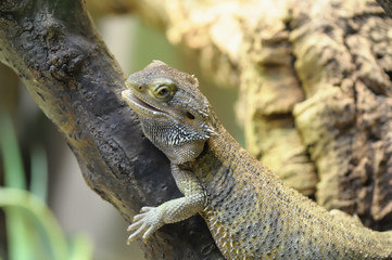 Pogona vitticeps