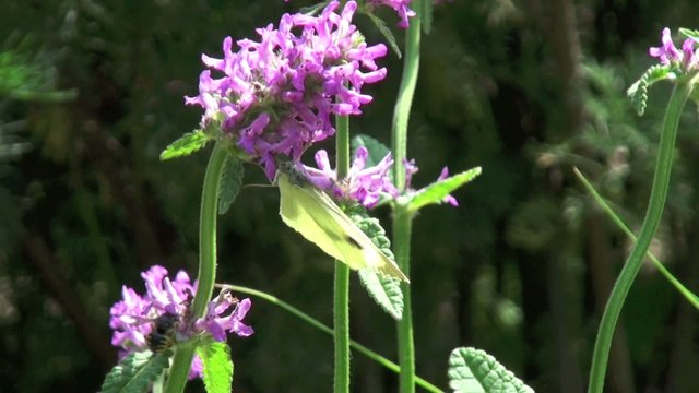 Papillon pi&eacute;ride (Pieris rapae) sur une fleur de tr&egrave;fle