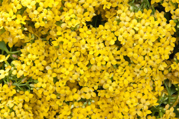 massif jaune de kalanchoés