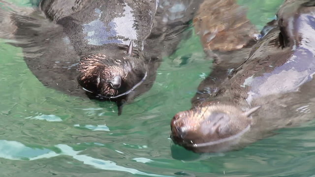 Seehunde im Wasser