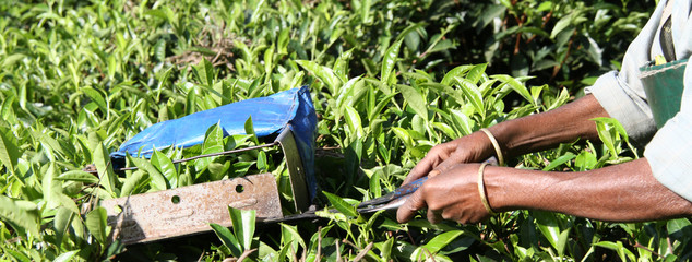 champs de th&eacute; 09