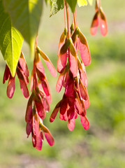 Red maple seeds