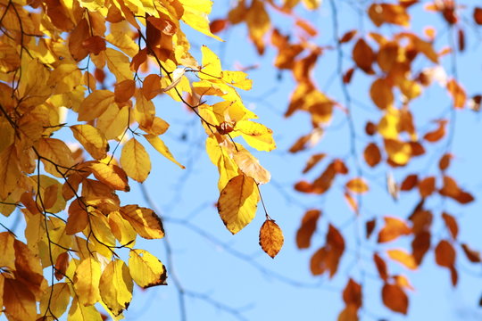 Herbstbl&auml;tter