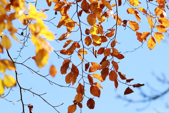 Herbstbl&auml;tter