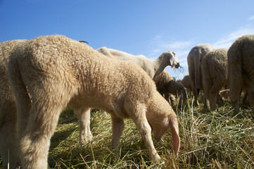 Obraz premium pecore