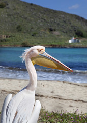 Pelícano en la playa (Grecia)