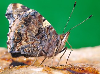 Mariposa libando.