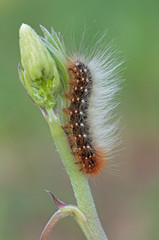 caterpillar with many hairs