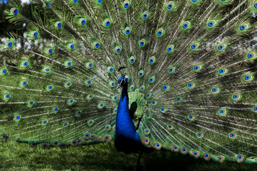 Obraz premium peacock