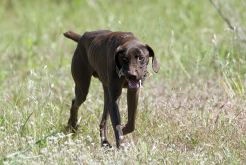 braco hunting quail