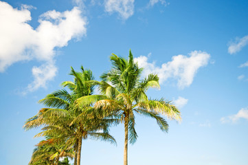 Palms trees on the beach during bright day