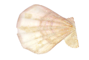 shell