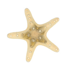 Sea star