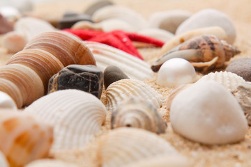pearl on the seashell . The exotic sea shell