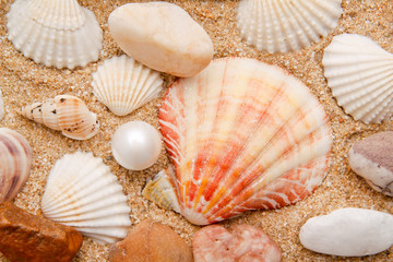 pearl on the seashell . The exotic sea shell