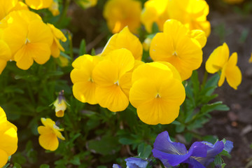 beautiful pansies in a city garden