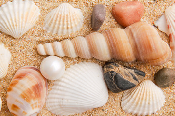 Obraz na płótnie Canvas pearl on the seashell . The exotic sea shell