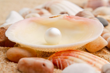 pearl on the seashell . The exotic sea shell