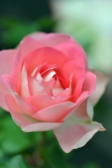 バラ　るるのアップ