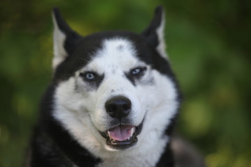 Husky