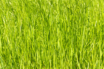 young green grass as a background