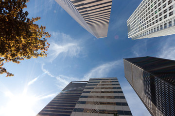 Sunlight and trees with modern office buildings